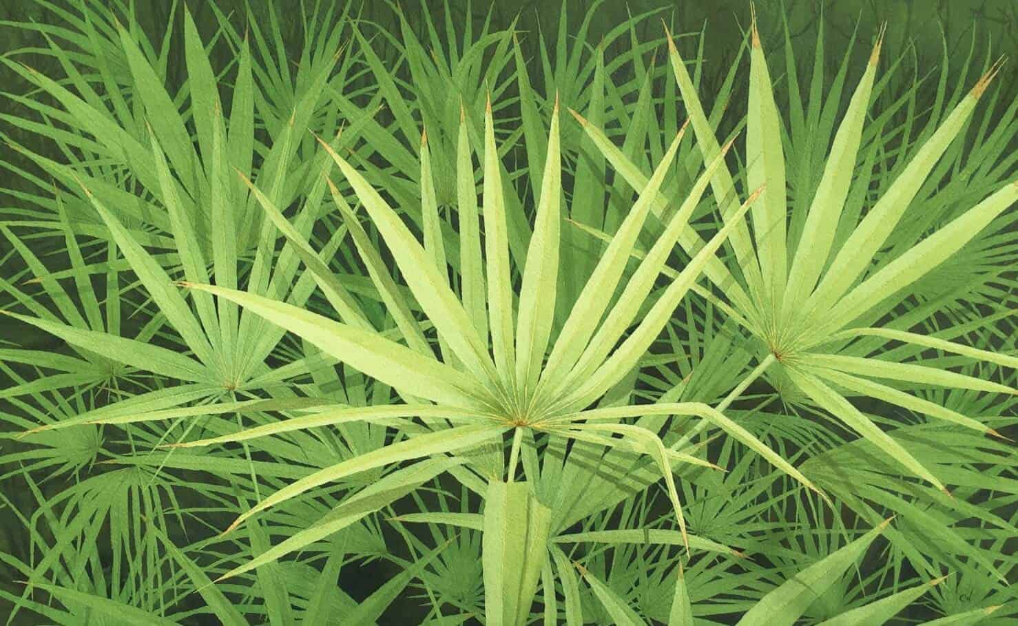 쏘팔메토 식물