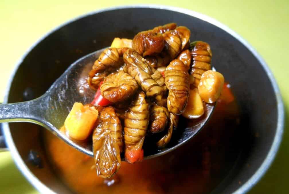 숟가락에 올려져 있는 번데기