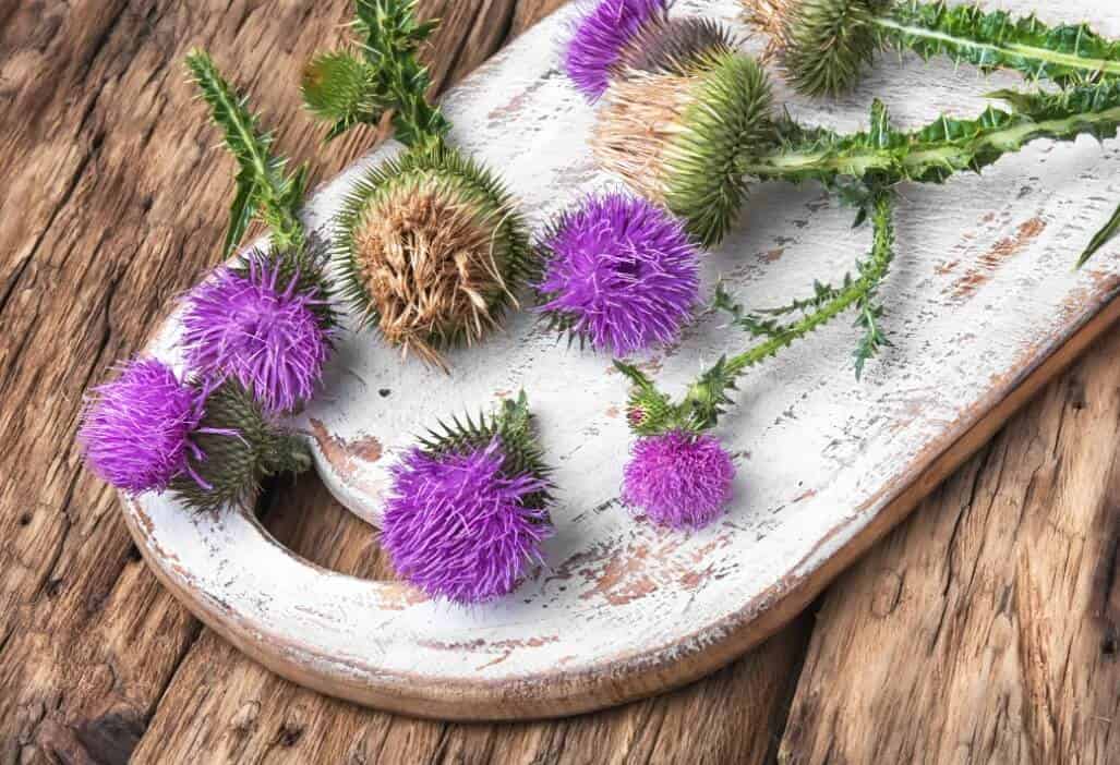 접시에 담겨 있는 밀크씨슬(서양 엉겅퀴)