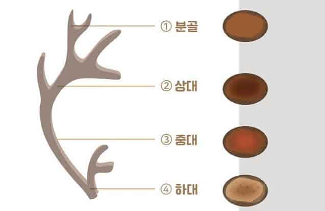 녹용 효능 5가지, 먹는법, 부작용, 먹으면 안되는 사람, 먹을 때 피해야할 음식, 고르는 법, 제품 추천 2 녹용 부위