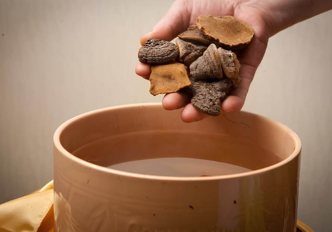 상황버섯